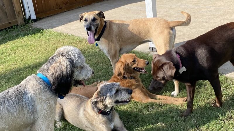 The Dog House - Lebo, KS
