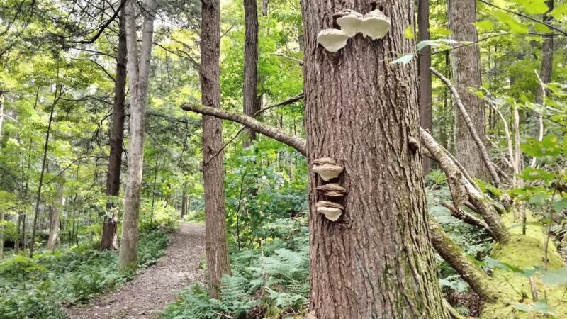 Golden Hill Town Forest Trailhead - Lee, MA