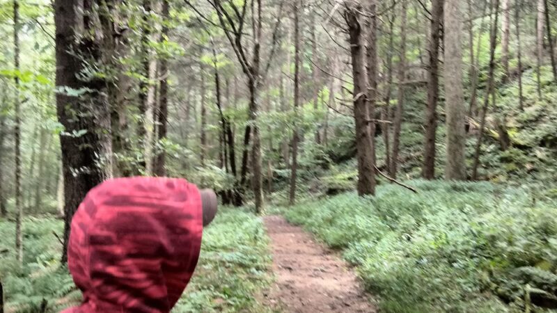 Golden Hill Town Forest Trailhead - Lee, MA