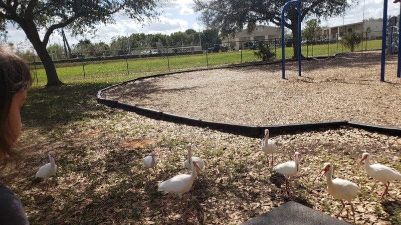 Lehigh Acres Park - Lehigh Acres, FL
