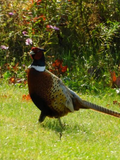 Beltzville Lake - Pine Run Boat Launch - Lehighton, PA