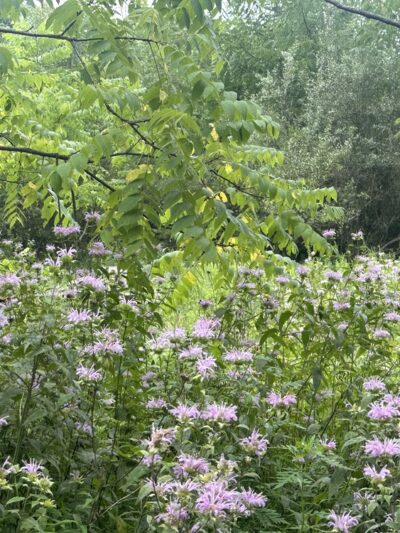 Christman Trailhead - Lehighton, PA