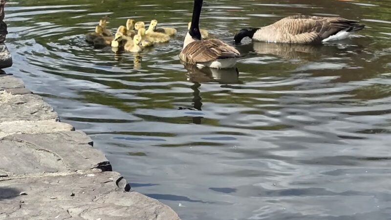 Lehigh Canal Park - Weissport - Lehighton, PA