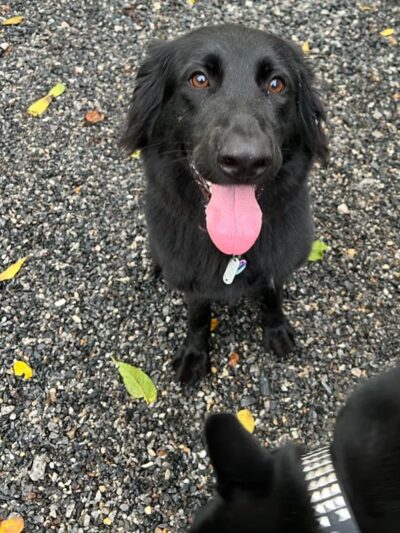 Mountain View Dog Retreat - Leicester, NC