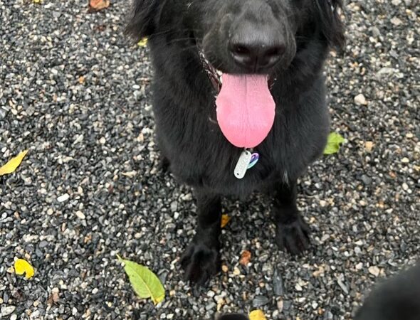 Mountain View Dog Retreat - Leicester, NC
