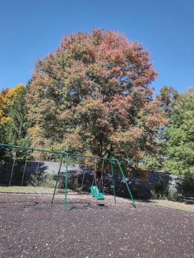 Dewitt Park - Leitchfield, KY