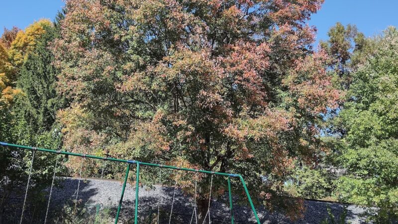 Dewitt Park - Leitchfield, KY