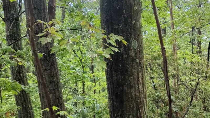 Mount Nittany Trailhead - Lemont, PA
