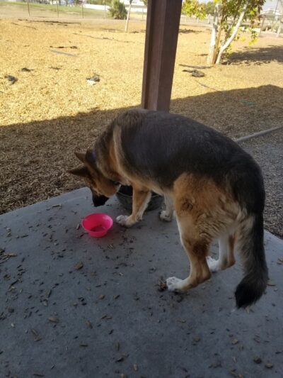 MWR Bark Park - Lemoore, CA