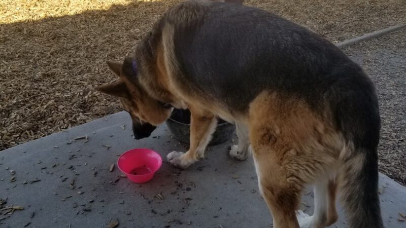 MWR Bark Park - Lemoore, CA