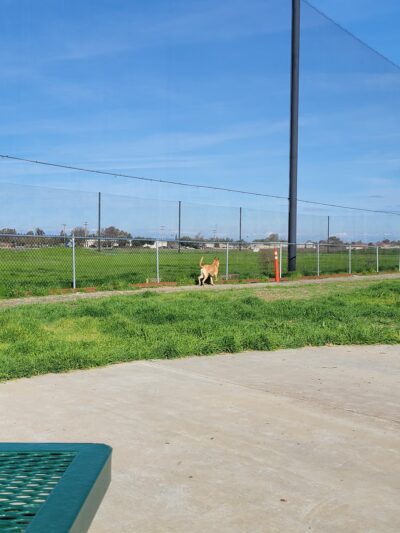 MWR Bark Park - Lemoore, CA