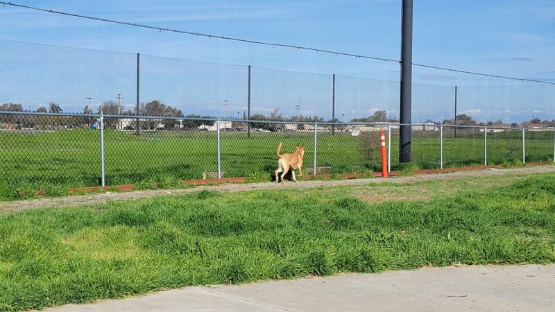 MWR Bark Park - Lemoore, CA