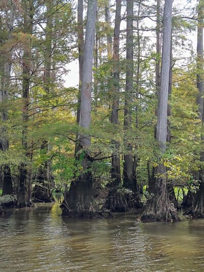 Low Head Dam - Lena, MS