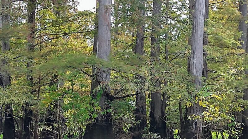 Low Head Dam - Lena, MS