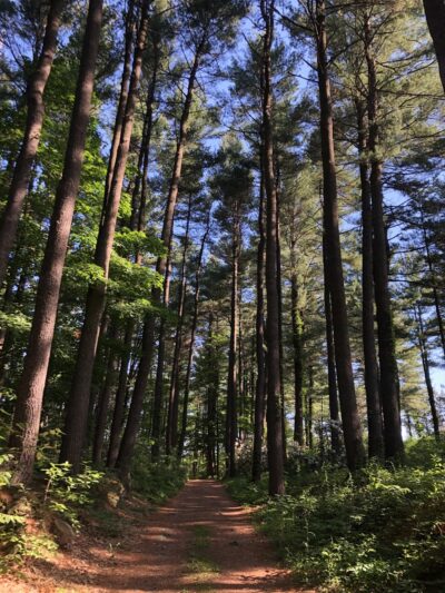 Doyle Conservation Area - Leominster, MA