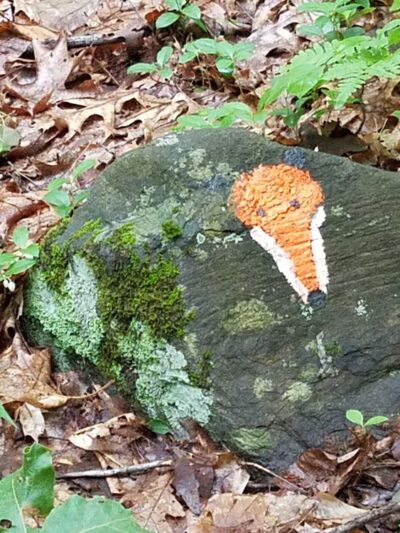 Leominster’s Trails - Leominster, MA