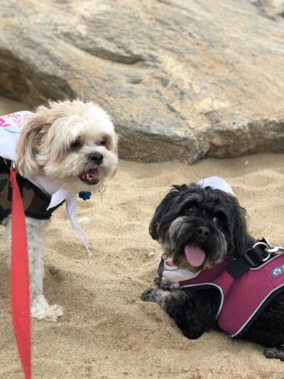 Leslie's Leashes - ,