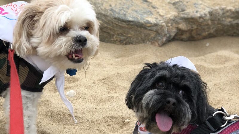 Leslie's Leashes - ,