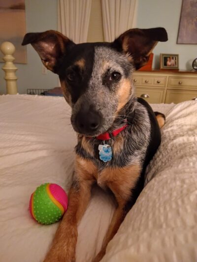 Barking Birch Dog Socialization, Training, and Outings - Leverett, MA