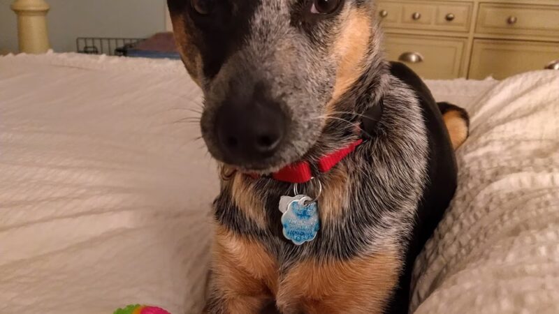 Barking Birch Dog Socialization, Training, and Outings - Leverett, MA