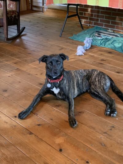 Barking Birch Dog Socialization, Training, and Outings - Leverett, MA