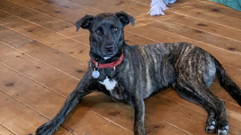 Barking Birch Dog Socialization, Training, and Outings - Leverett, MA