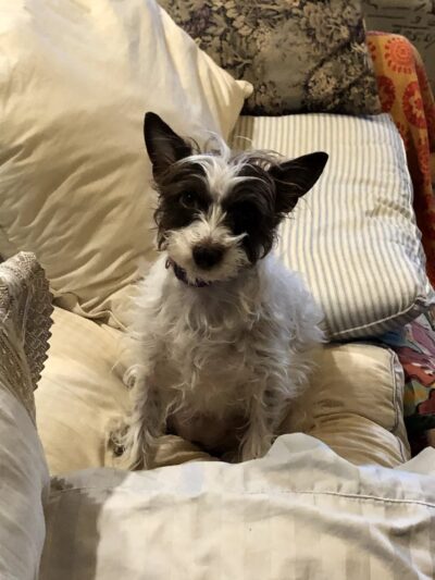 Barking Birch Dog Socialization, Training, and Outings - Leverett, MA