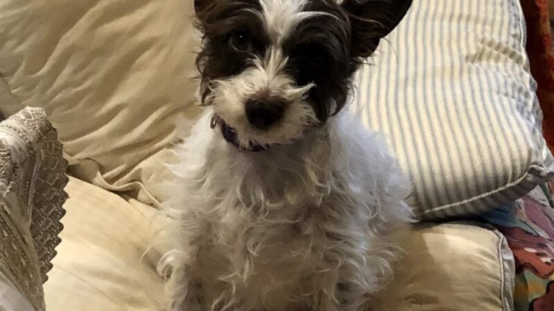 Barking Birch Dog Socialization, Training, and Outings - Leverett, MA