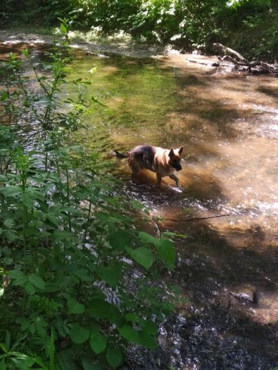 Eirbear Park - Levittown, PA