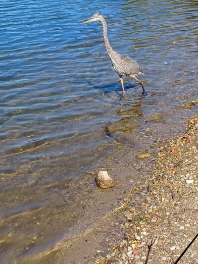 Falls Lake - Levittown, PA