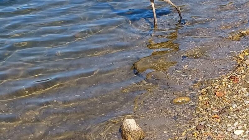 Falls Lake - Levittown, PA