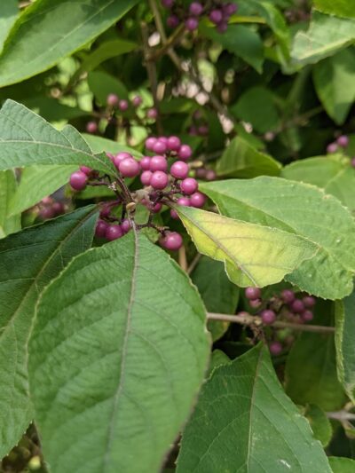 Fallsington Commemorative Park - Levittown, PA