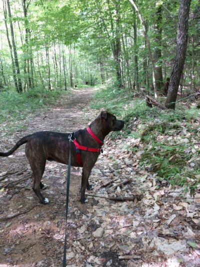 Timberdoodle Flats Interpretive Trail - Lewis Run, PA