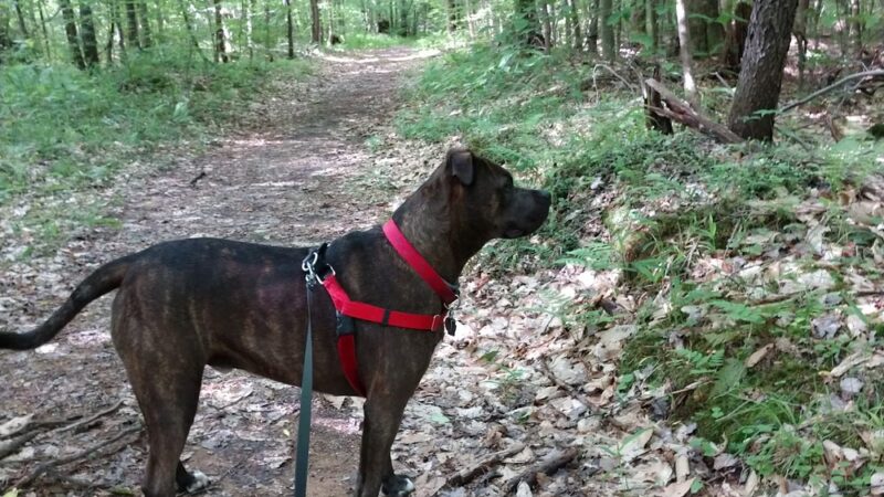 Timberdoodle Flats Interpretive Trail - Lewis Run, PA