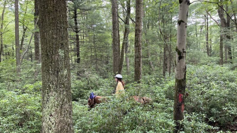 Nittany Mountain Trail Rides - Lewistown, PA