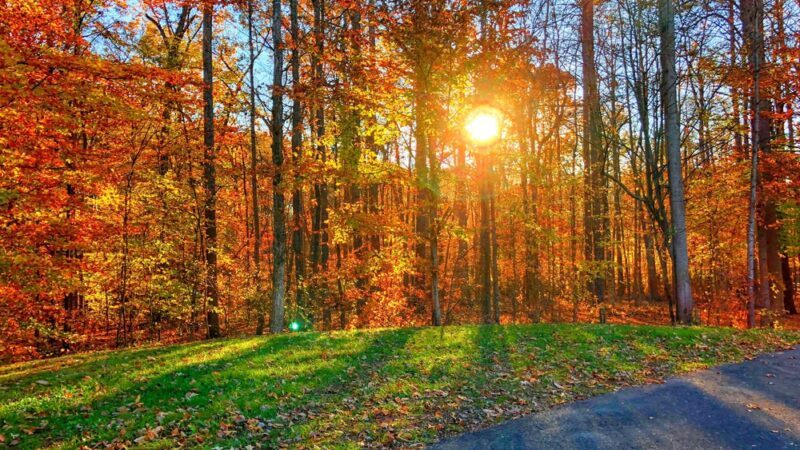 Finch Park - Lexington, NC