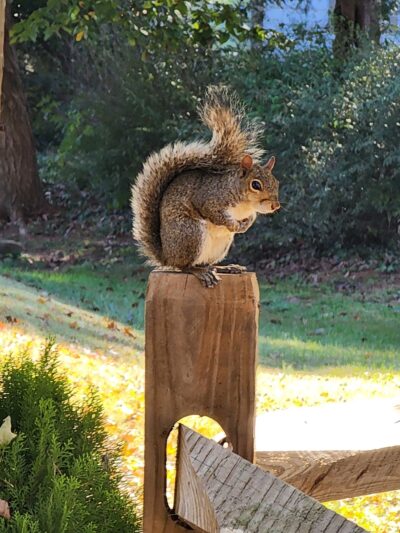 Grimes Park - Lexington, NC