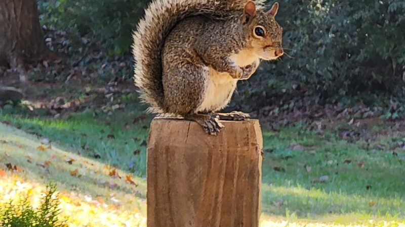 Grimes Park - Lexington, NC