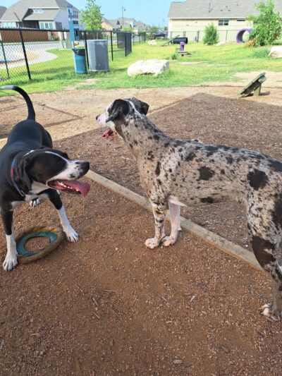 Private Dog Park - Liberty Hill, TX