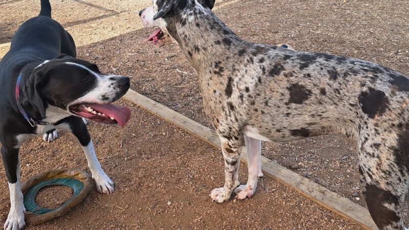 Private Dog Park - Liberty Hill, TX