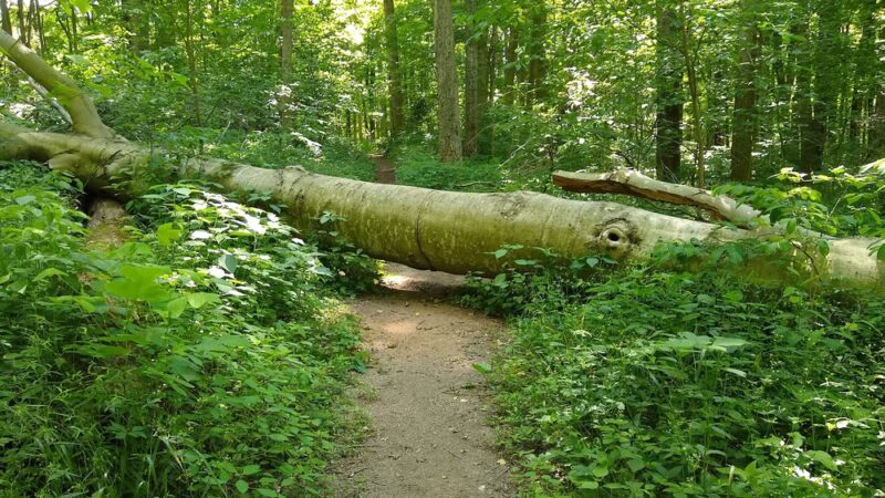 Whitewater Memorial State Park - Liberty, IN