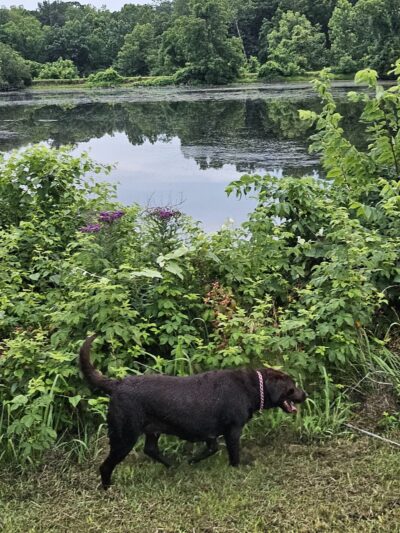 Mulvaney Ponds - Liberty, MO