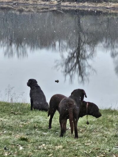 Mulvaney Ponds - Liberty, MO