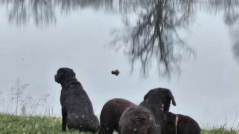 Mulvaney Ponds - Liberty, MO