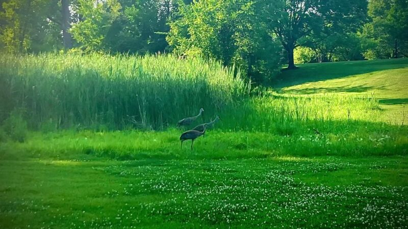 Canterbury Park - Libertyville, IL
