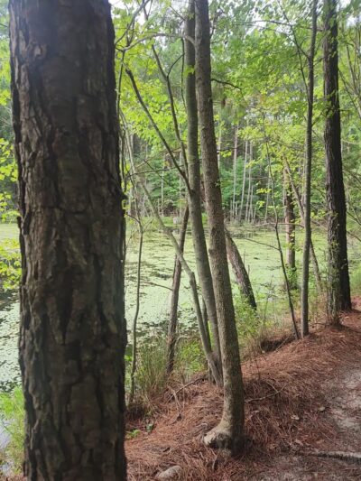 Anderson Creek County Park - Lillington, NC
