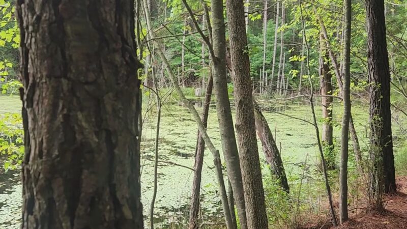 Anderson Creek County Park - Lillington, NC