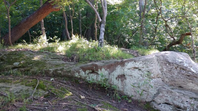 Fish Traps - Lillington, NC