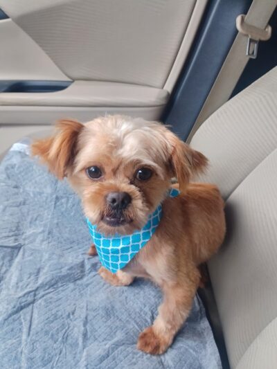 Harnett County Animal Control - Lillington, NC