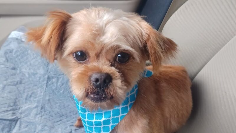 Harnett County Animal Control - Lillington, NC